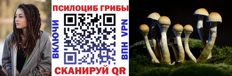 Галлюциногенные грибы Psilocybe  Купить закладки  Кириши 